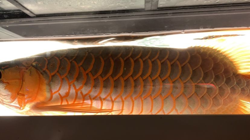 為什么回來再晚都要喂魚？
