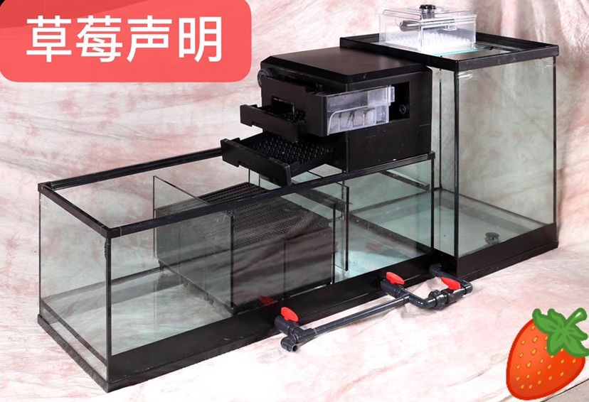 為什么回來再晚都要喂魚？