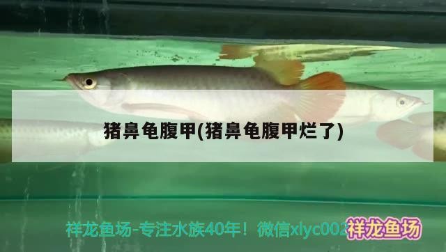 豬鼻龜腹甲(豬鼻龜腹甲爛了)