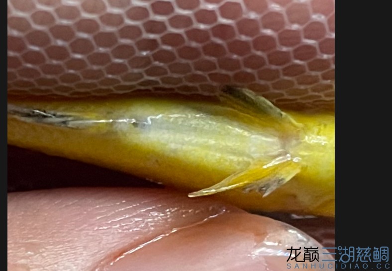 幫忙看看這幾條雜雕是公母