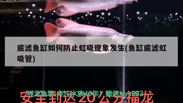 魚缸底部用什么顏色好一點（魚缸底部用什么顏色好一點呢）