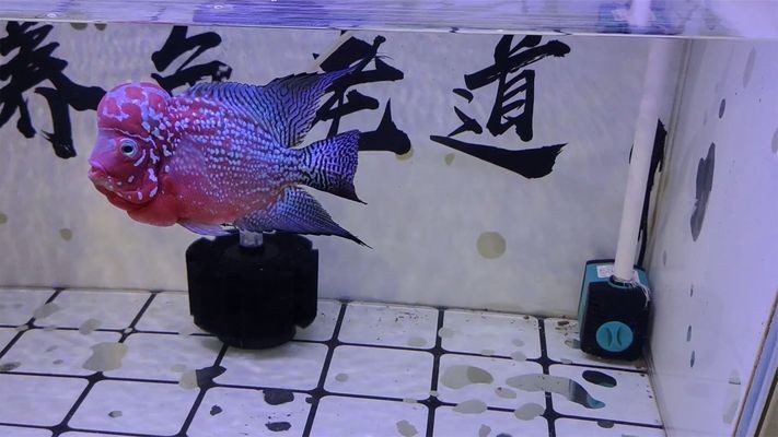 血紅龍魚多少錢一條圖片大全圖解（血紅龍魚多少錢一條圖片大全圖解說）
