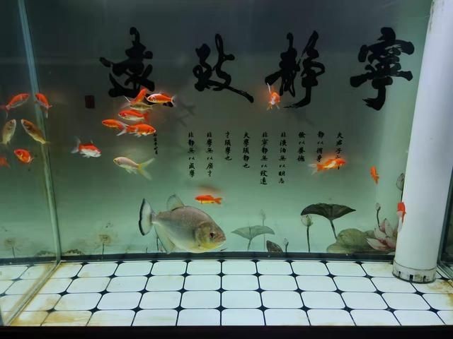 大魚缸清理底面夠不到魚