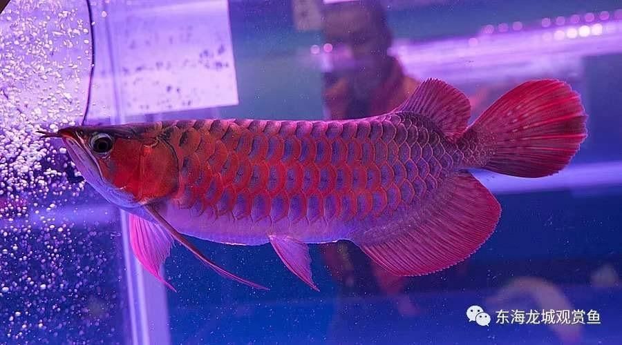 紅龍幼魚什么顏色最好