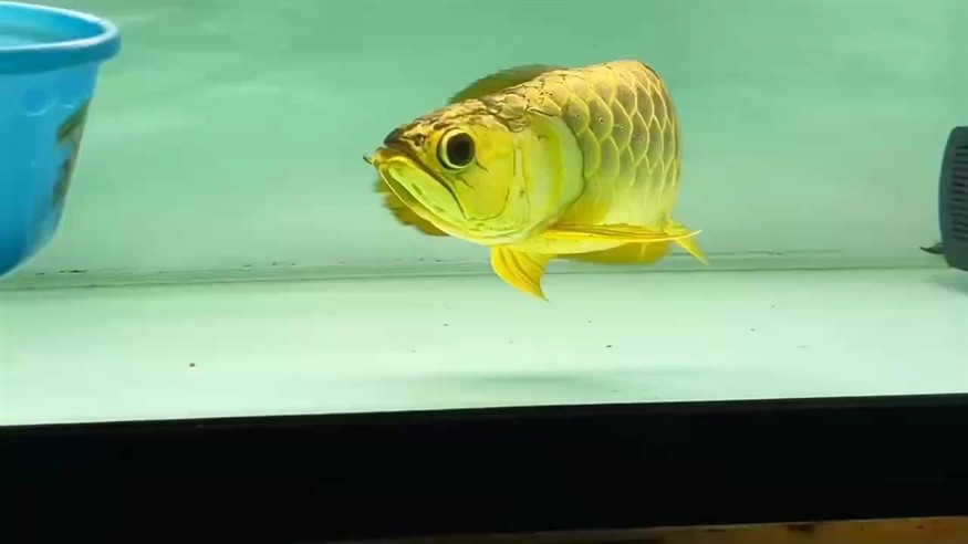 不長嘴的炮彈頭，看一看