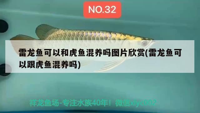 雷龍魚可以和虎魚混養嗎圖片欣賞(雷龍魚可以跟虎魚混養嗎)
