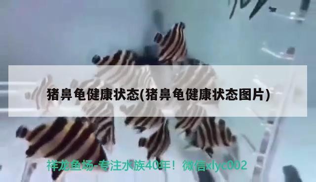 豬鼻龜健康狀態(豬鼻龜健康狀態圖片)
