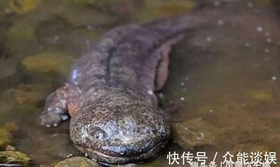 魚吃龍蝦飼料嗎
