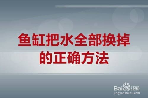 小型恐龍魚品種【如何正確飼養和照顧小型恐龍魚】