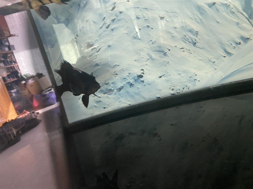 虎魚這個(gè)頭