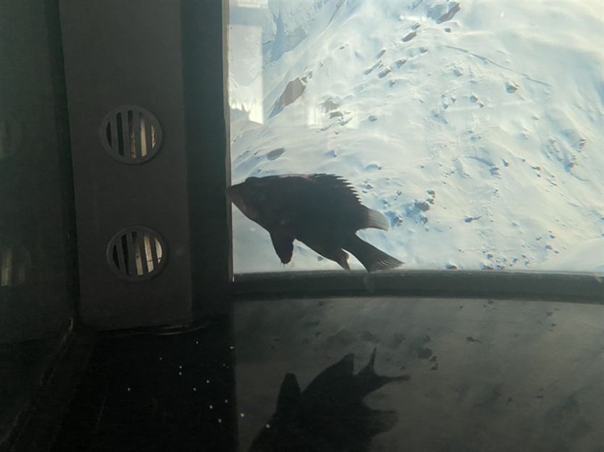 虎魚這個(gè)頭