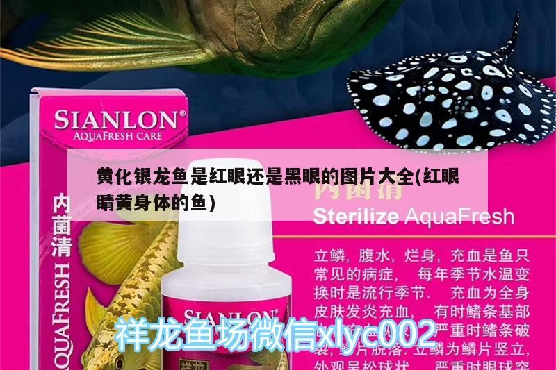 黃化銀龍魚是紅眼還是黑眼的圖片大全(紅眼睛黃身體的魚)