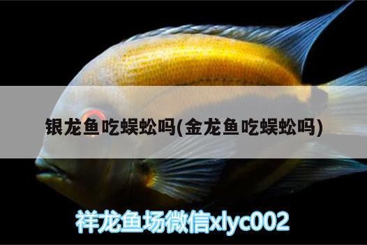 銀龍魚吃蜈蚣嗎(金龍魚吃蜈蚣嗎)