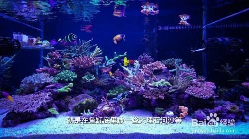大魚缸怎么清理糞便的：清理大魚缸糞便的幾種方法