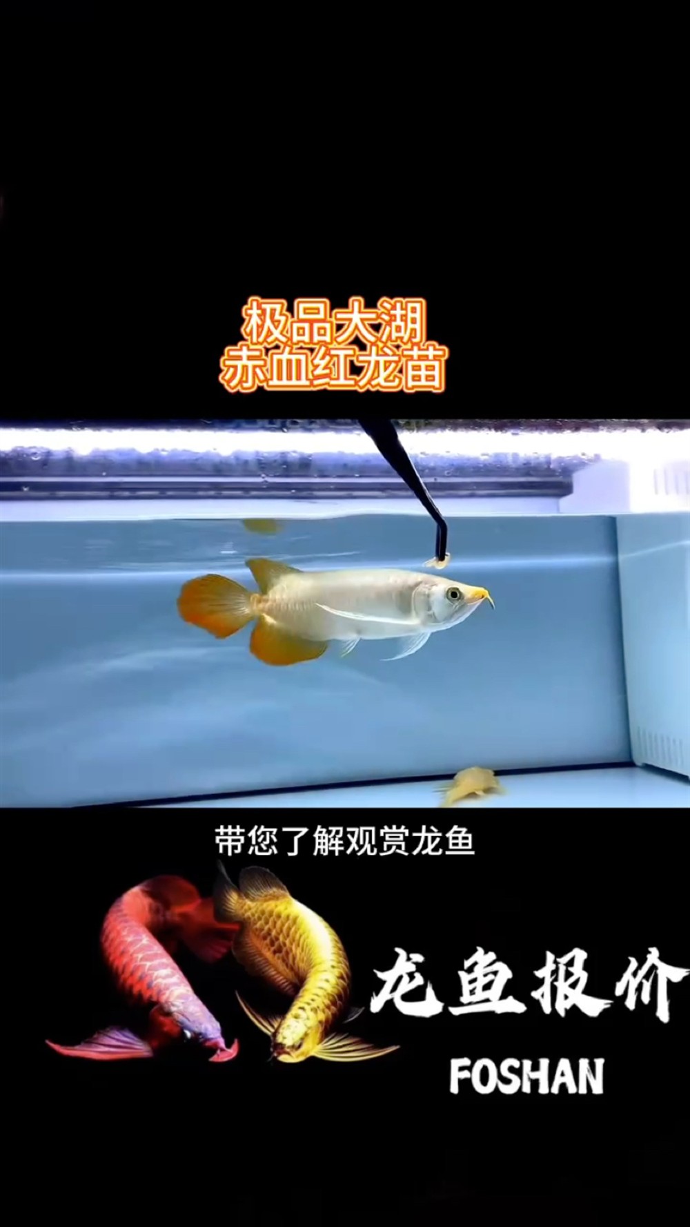 觀賞魚極品紅龍苗