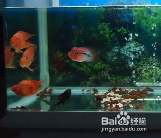 曹妃甸區夢幻水族宮觀賞魚經銷店（曹妃甸區夢幻水族宮觀賞魚經銷店地址）