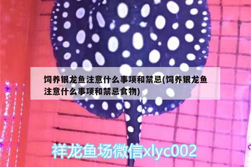 飼養(yǎng)銀龍魚注意什么事項和禁忌(飼養(yǎng)銀龍魚注意什么事項和禁忌食物)
