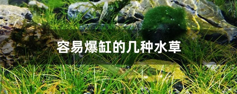 容易爆缸的幾種水草是什么