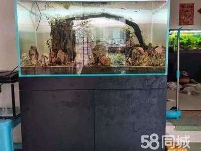 斗魚換魚缸要怎么換：斗魚換魚缸技巧大揭秘斗魚繁殖技巧大揭秘斗魚繁殖技巧