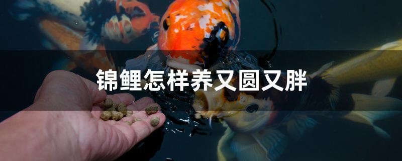 錦鯉怎樣養(yǎng)又圓又胖
