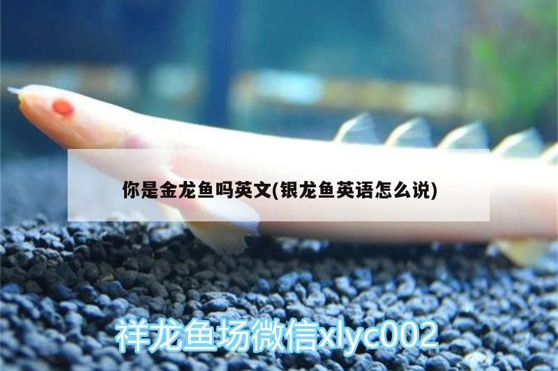 你是金龍魚嗎英文(銀龍魚英語怎么說)