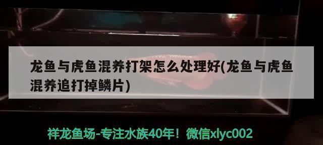 龍魚與虎魚混養(yǎng)打架怎么處理好(龍魚與虎魚混養(yǎng)追打掉鱗片)
