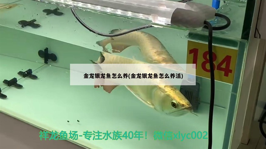 金龍銀龍魚怎么養(金龍銀龍魚怎么養活)