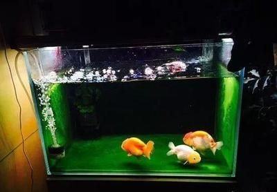 車沉魚缸的故事視頻：關于“車沉魚缸的故事視頻”的一些信息