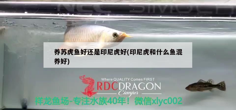 養蘇虎魚好還是印尼虎好(印尼虎和什么魚混養好)