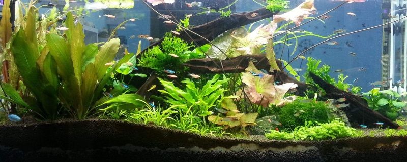 大魚缸滲水怎么補漏的快呢：如何修補魚缸漏水問題