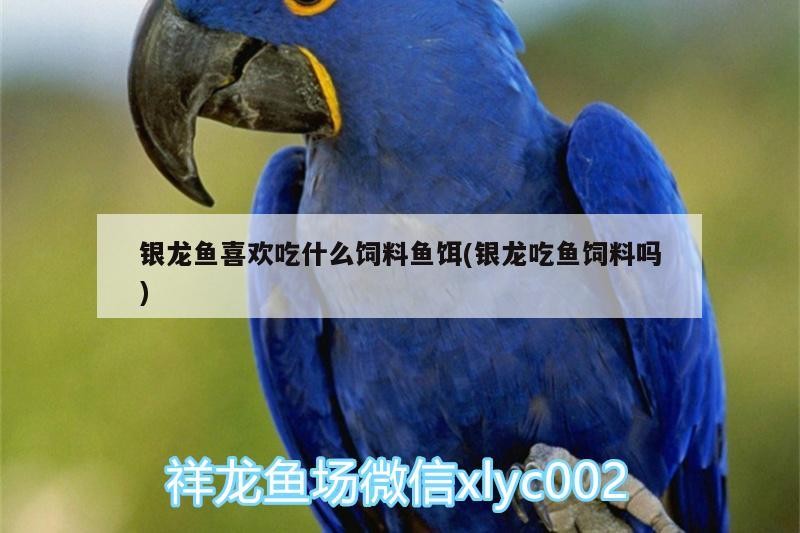 銀龍魚喜歡吃什么飼料魚餌(銀龍吃魚飼料嗎)