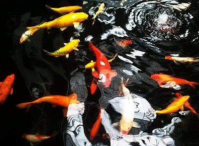 1.2魚缸錦鯉20公分適合養幾條：1.2魚缸錦鯉20公分適合養幾條魚缸錦鯉20公分