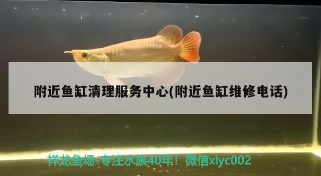 貢拜的紅龍魚怎么養殖（貢拜的紅龍魚怎么養殖的）