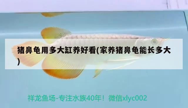 豬鼻龜用多大缸養好看(家養豬鼻龜能長多大)