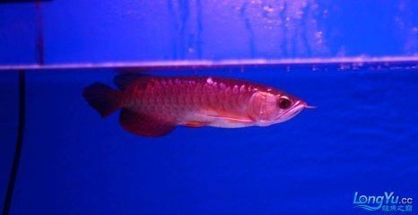 紅龍魚批發(fā)市場(chǎng)