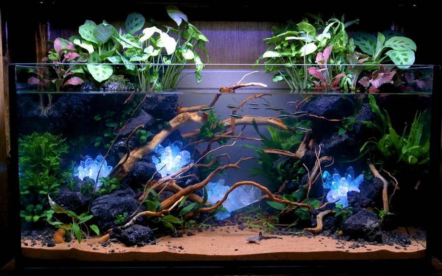 超大型魚缸造景設計圖：大型魚缸造景設計圖