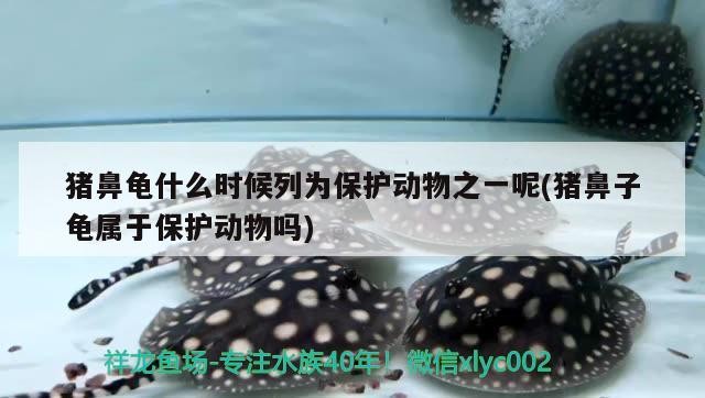 豬鼻龜什么時候列為保護動物之一呢(豬鼻子龜屬于保護動物嗎)