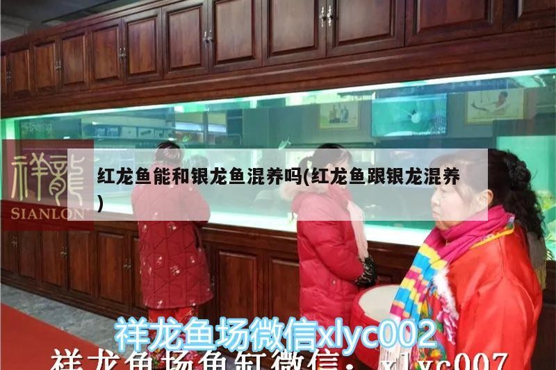 紅龍魚能和銀龍魚混養嗎(紅龍魚跟銀龍混養)
