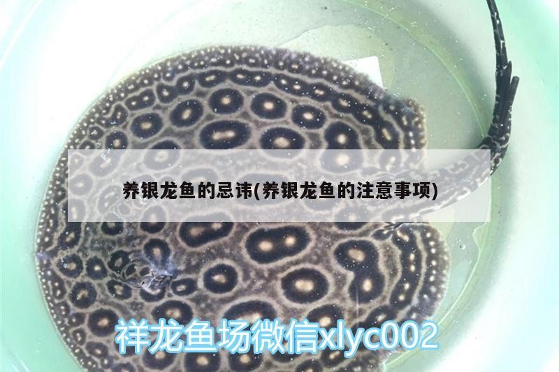 養銀龍魚的忌諱(養銀龍魚的注意事項)