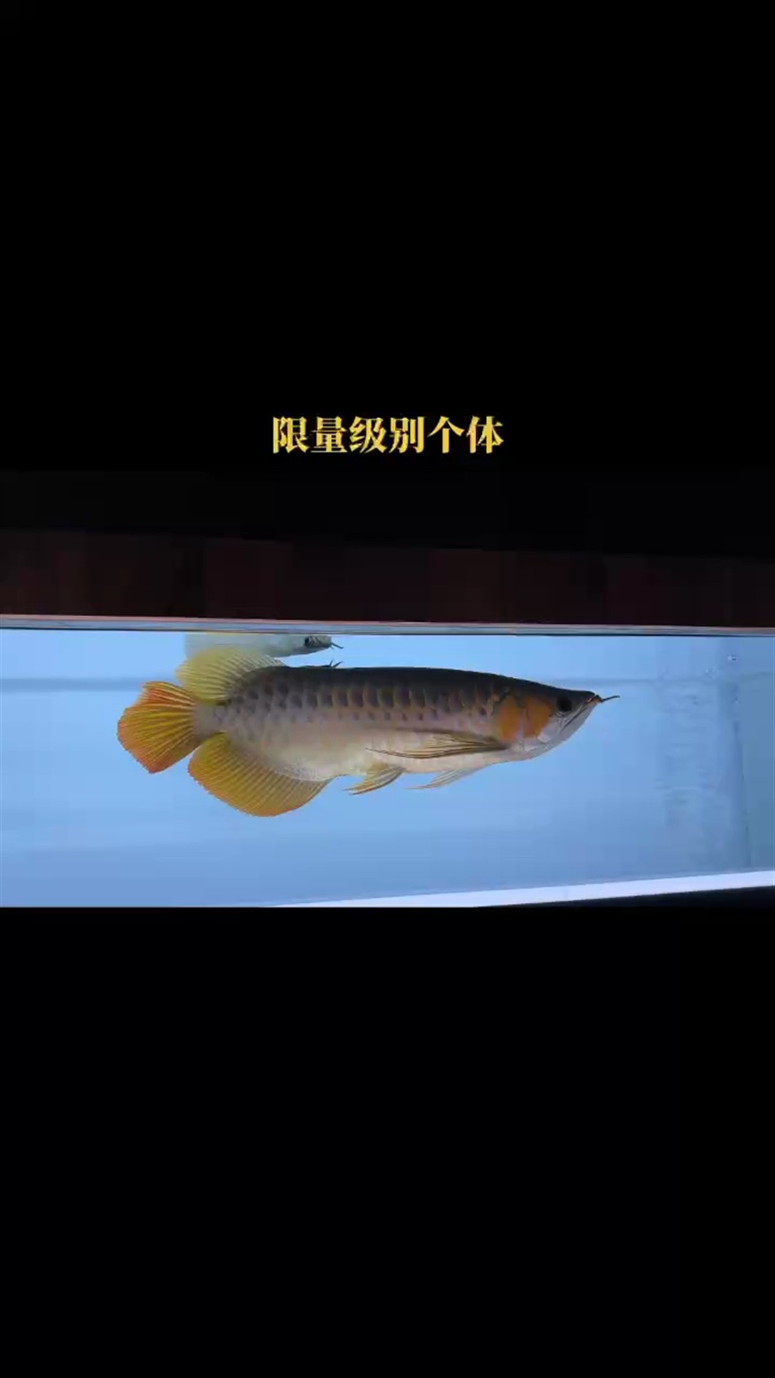 尾巴滿分恢復