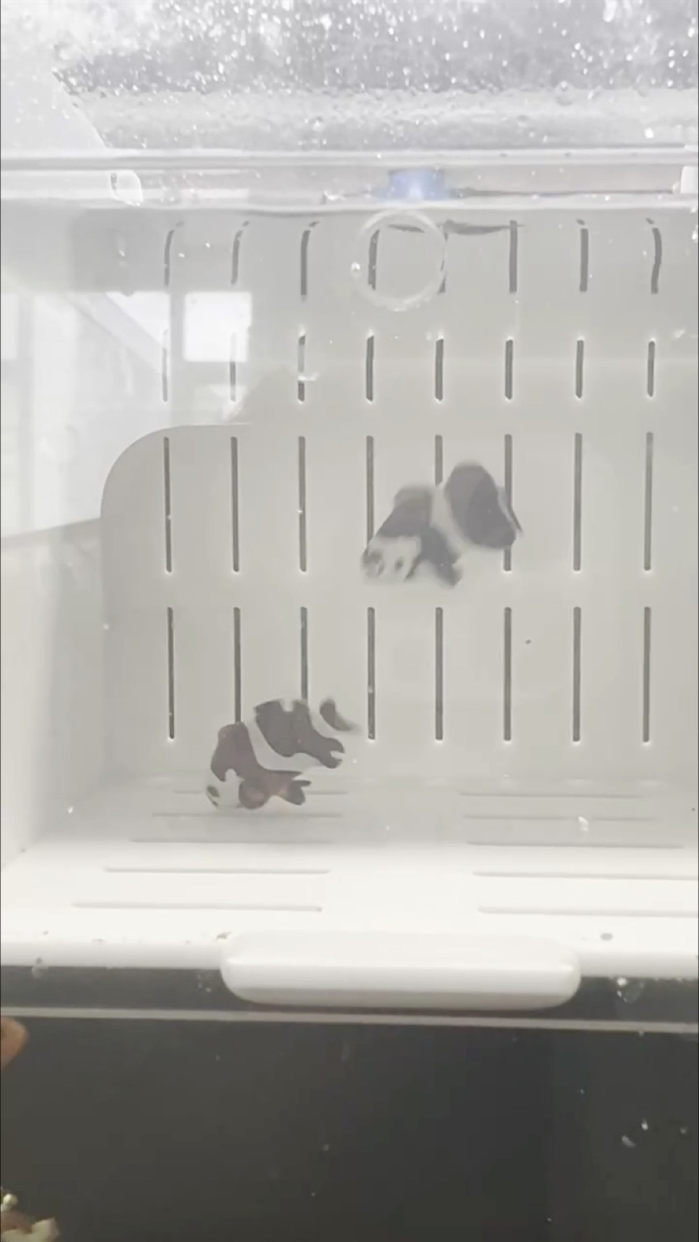 惡魔小丑魚對裝