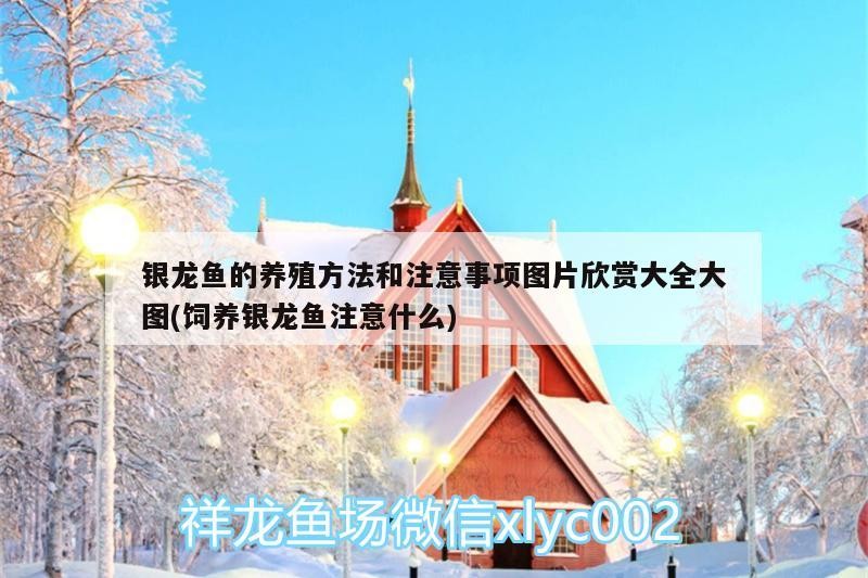飼料 銀龍魚的養殖方法和注意事項圖片欣賞大全大圖(飼養銀龍魚注意什么) 銀龍魚百科 銀龍魚的養殖方法和注意事項圖片欣賞大全大圖(飼養銀龍魚注意什么) 銀龍魚的養殖方法和注意事項圖片欣賞大全大圖(飼養銀龍魚注意什么) 銀龍魚百科