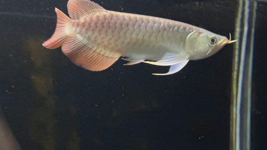 側(cè)濾魚缸如何實現(xiàn)干濕分離功能視頻：側(cè)濾魚缸可以通過特定的設(shè)計來實現(xiàn)干濕分離功能