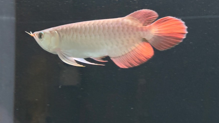 側(cè)濾魚缸如何實現(xiàn)干濕分離功能視頻：側(cè)濾魚缸可以通過特定的設(shè)計來實現(xiàn)干濕分離功能