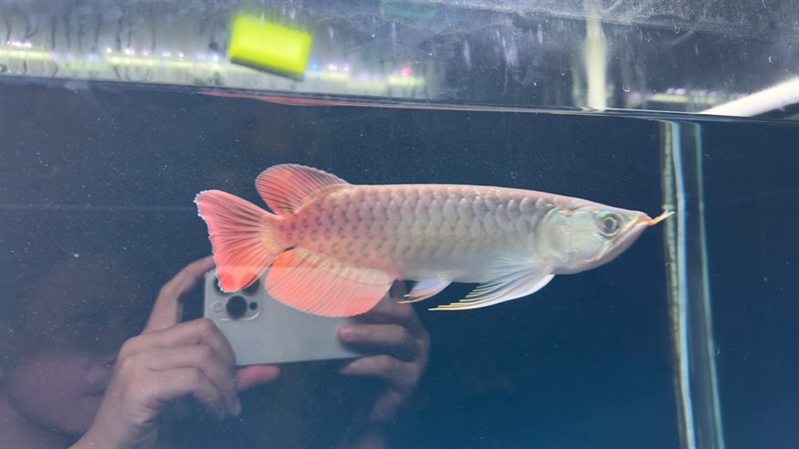 側(cè)濾魚缸如何實現(xiàn)干濕分離功能視頻：側(cè)濾魚缸可以通過特定的設(shè)計來實現(xiàn)干濕分離功能