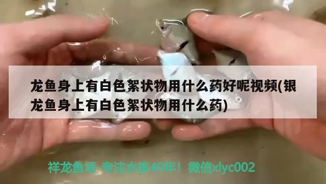 龍魚身上有白色絮狀物用什么藥好呢視頻(銀龍魚身上有白色絮狀物用什么藥)