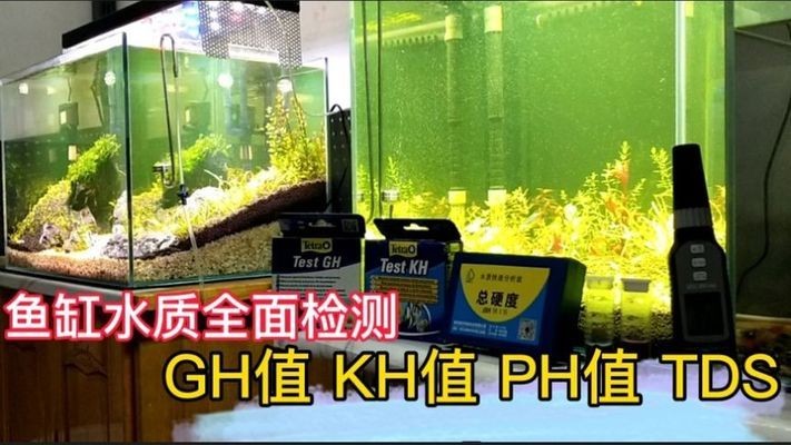 一條龍魚配幾條虎魚合適呢講解(一條龍魚和幾條虎魚寓意最好)
