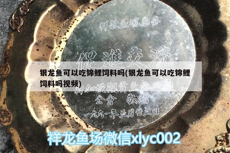 銀龍魚可以吃錦鯉飼料嗎(銀龍魚可以吃錦鯉飼料嗎視頻)