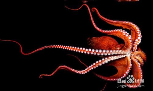 八爪魚在魚缸里怎么養好：八爪魚在魚缸中飼養的關鍵要點八爪魚的飼養技巧