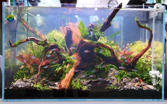 半圓柱形魚缸造景效果圖：半圓柱形魚缸造景效果圖和技巧魚缸造景的步驟與技巧